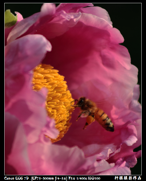 IMG_4299空中芭蕾.JPG