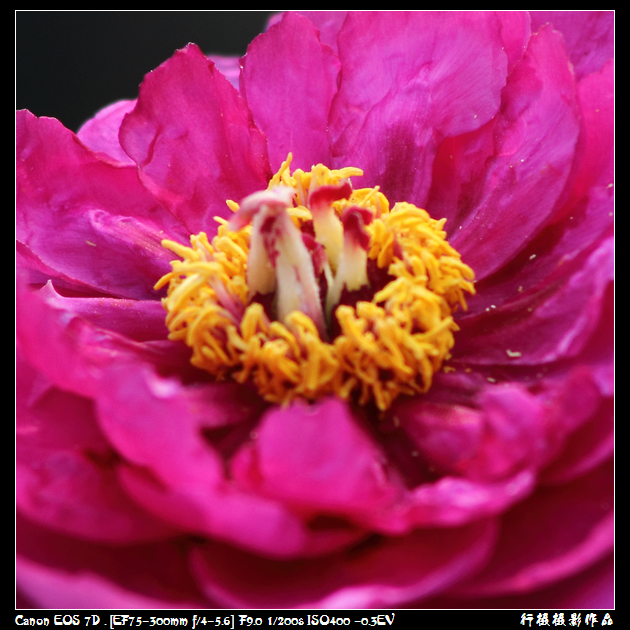 蕊舞空中芭蕾.JPG