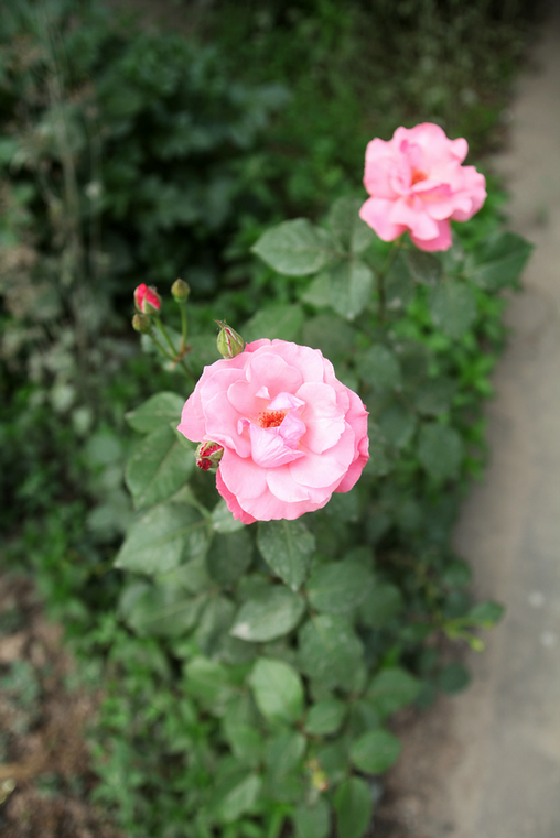 IMG_9133.jpg