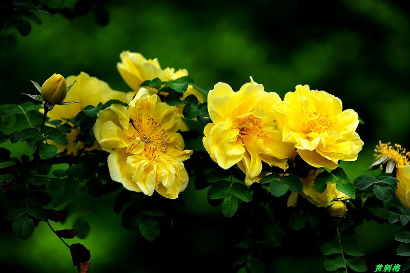 0SC_0347.jpg