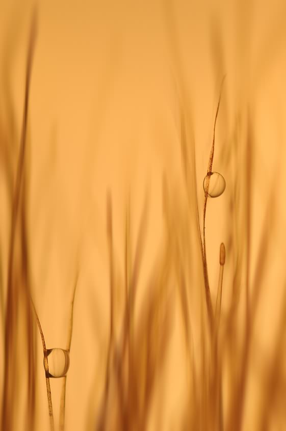wenju10029.jpg