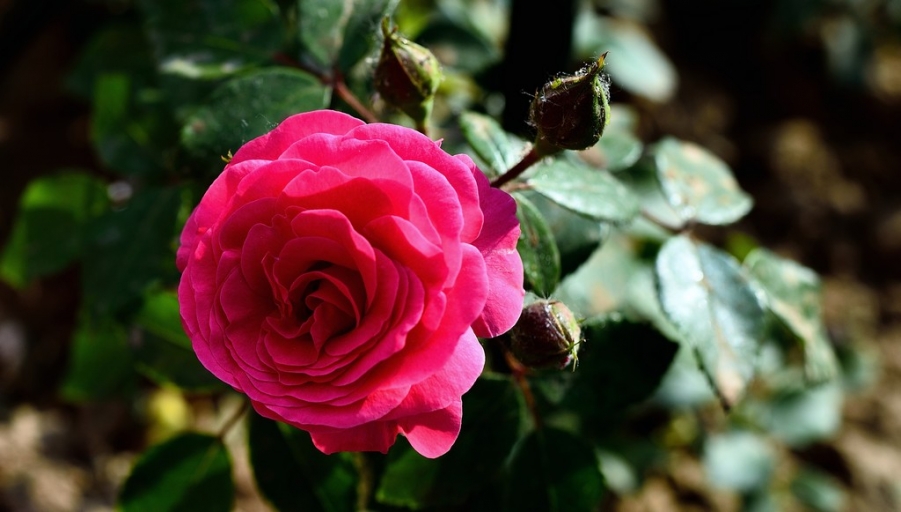 DSC_3248.jpg