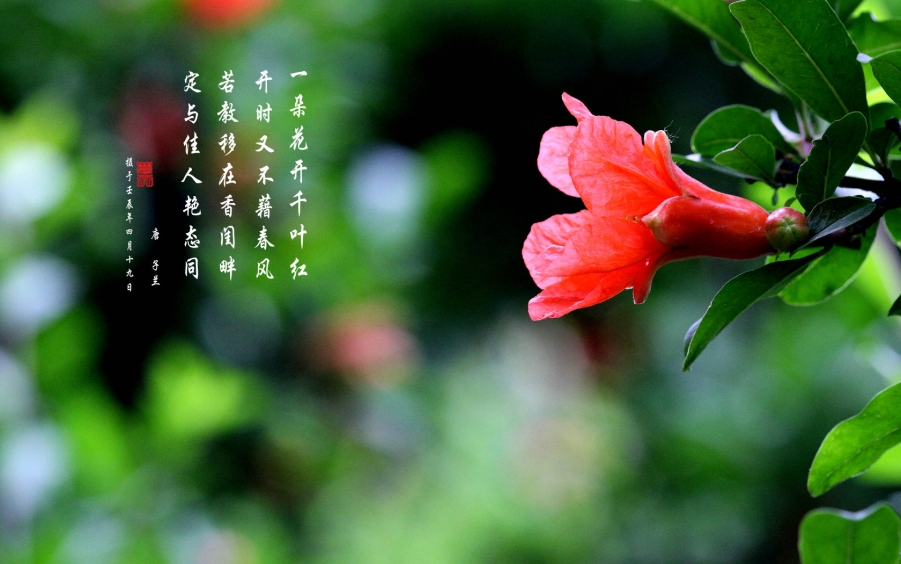 石榴花.jpg