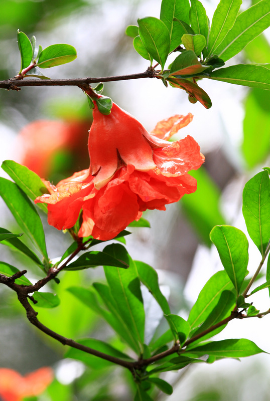 石榴花 062.jpg