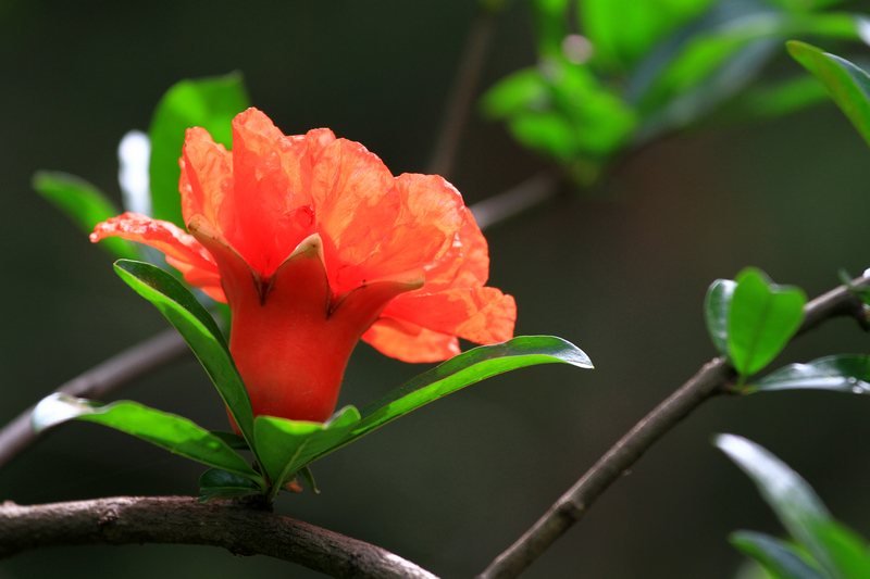 石榴花 070.jpg