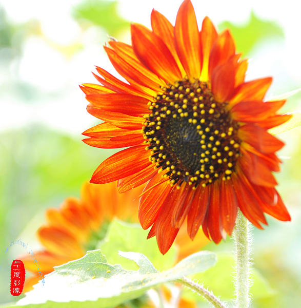 DSC_0088 拷贝.jpg
