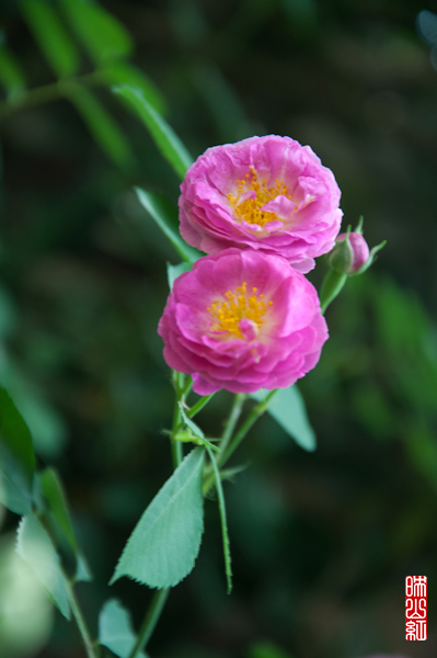 DSC_1521.jpg