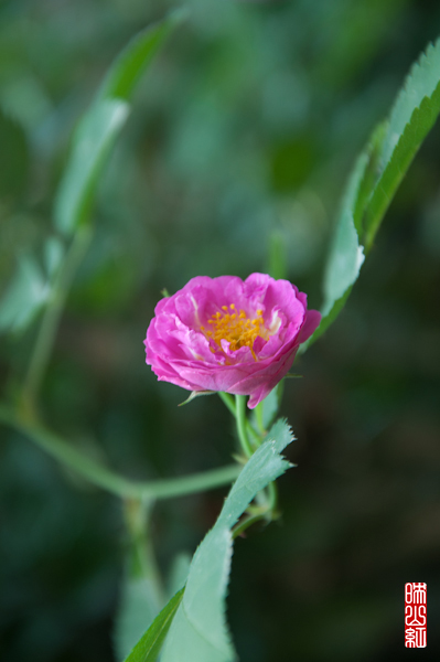 DSC_1525.jpg