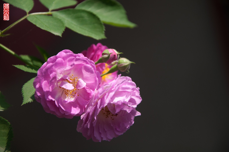 DSC_1629.jpg