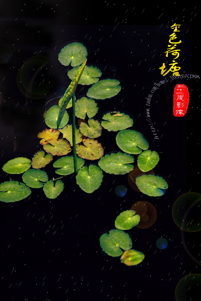 金色荷塘