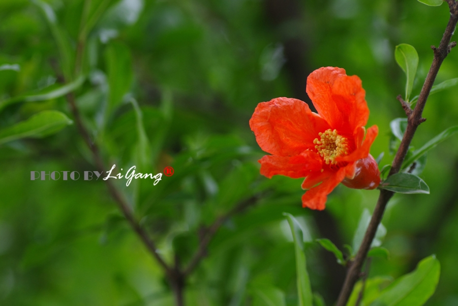 IMGP1845-9副本.jpg