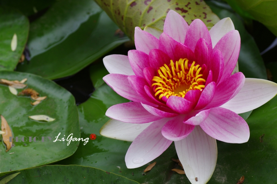 IMGP1874-23副本.jpg