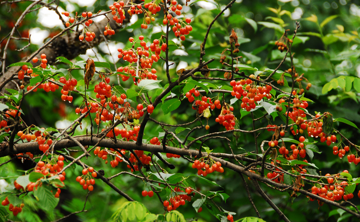 DSC_0043.JPG