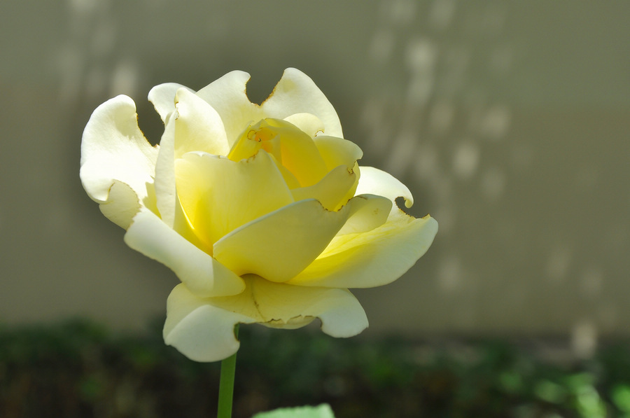 DSC_8030.JPG