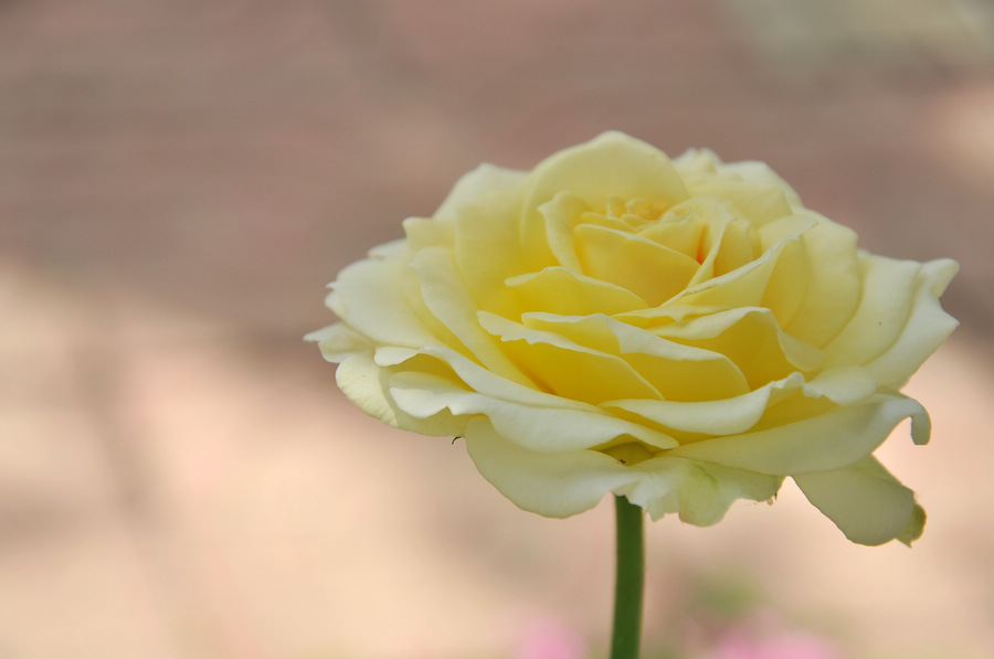 DSC_8037.JPG