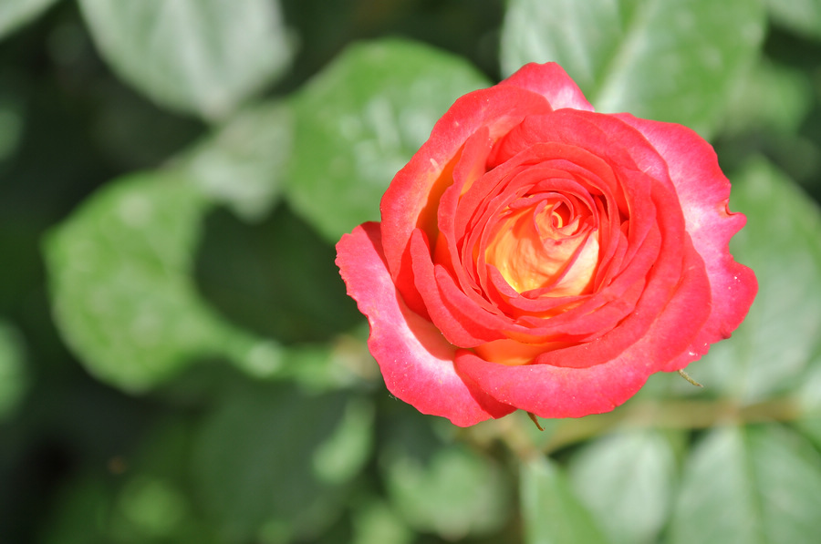 DSC_8047.JPG