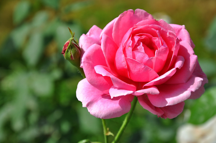 DSC_8057.JPG