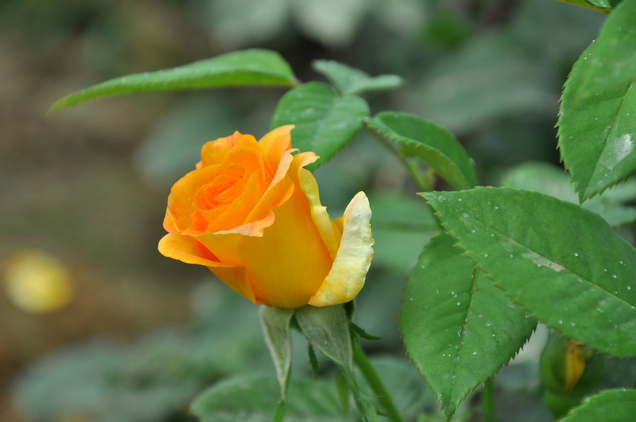 DSC_8060.JPG