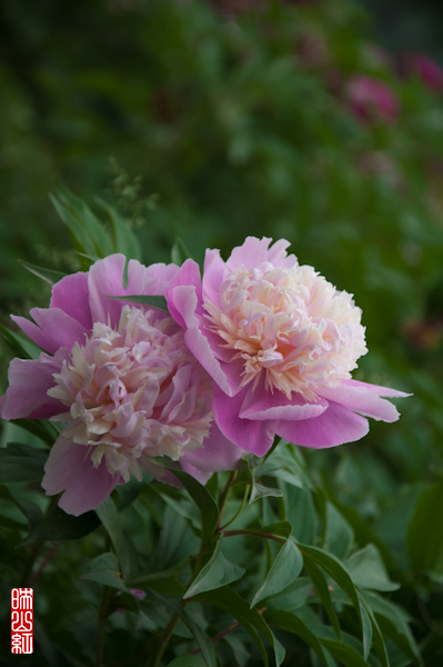 DSC_1723.jpg