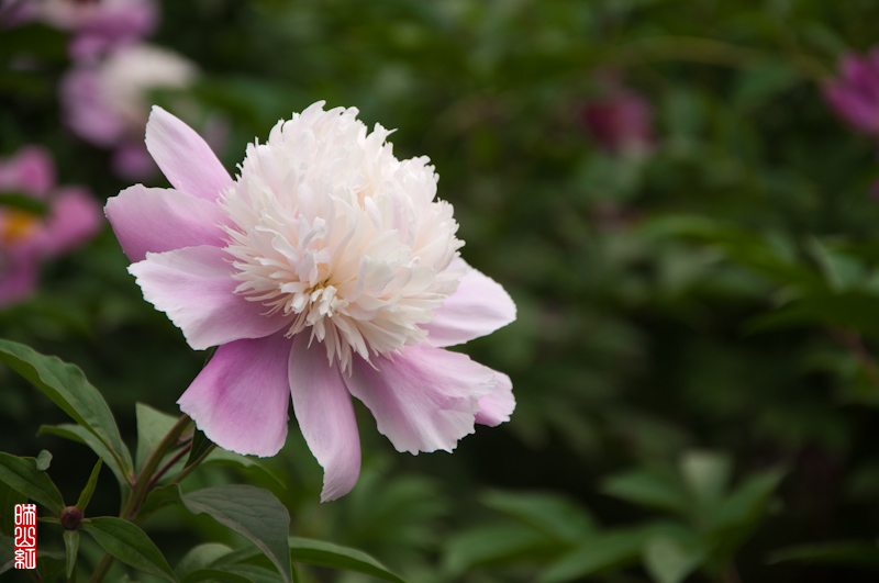 DSC_1740.jpg