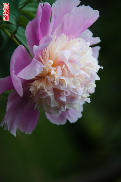 DSC_1796.jpg