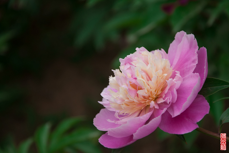 DSC_1831.jpg