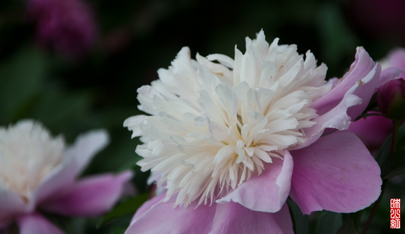 DSC_1913.jpg