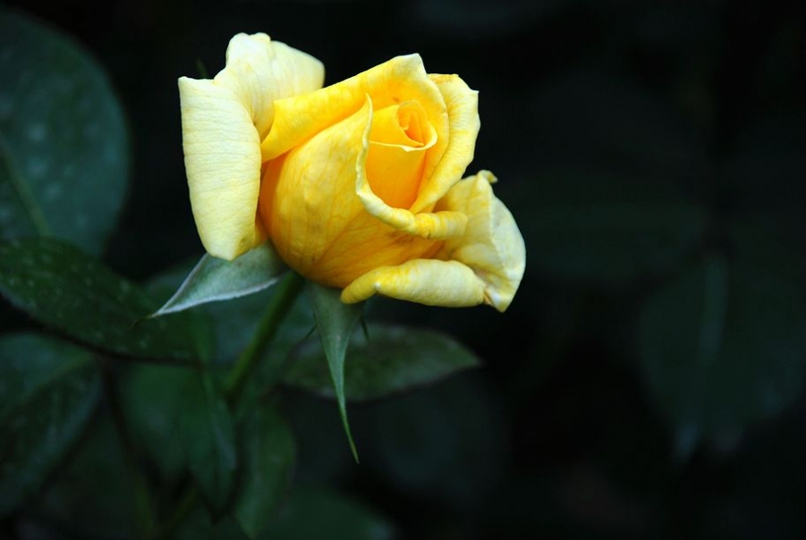 DSC_0074.JPG