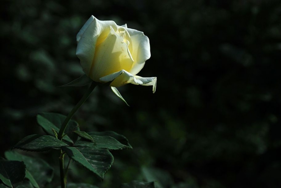 DSC_0032.JPG
