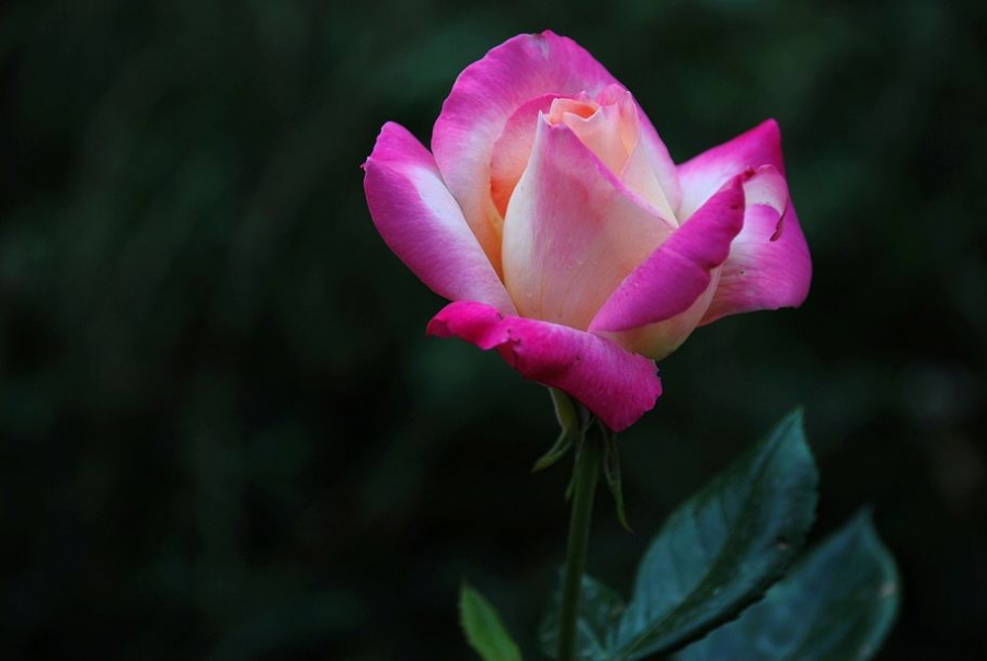 DSC_0020.JPG