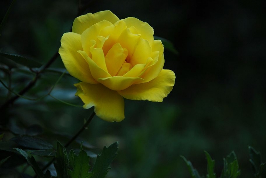 DSC_0136.JPG
