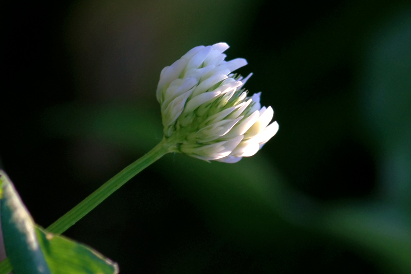 IMG_4746.jpg