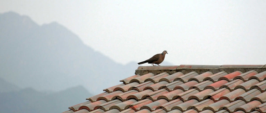IMG_1899.jpg
