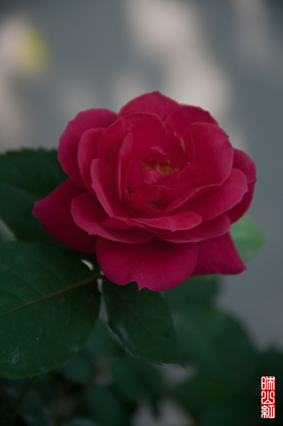 DSC_1516.jpg