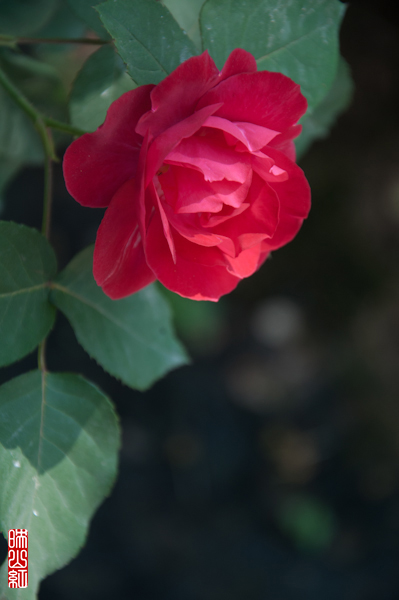 DSC_1660.jpg