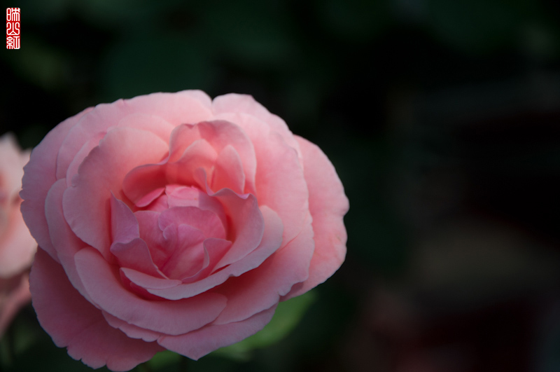 DSC_1625.jpg