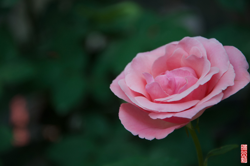 DSC_1650.jpg