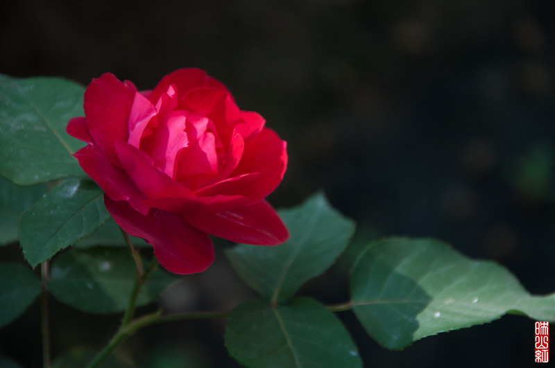 DSC_1659.jpg