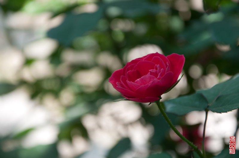 DSC_1664.jpg