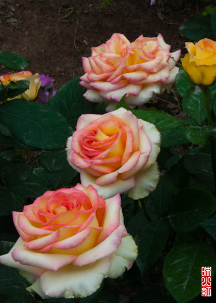 DSC_1768.jpg