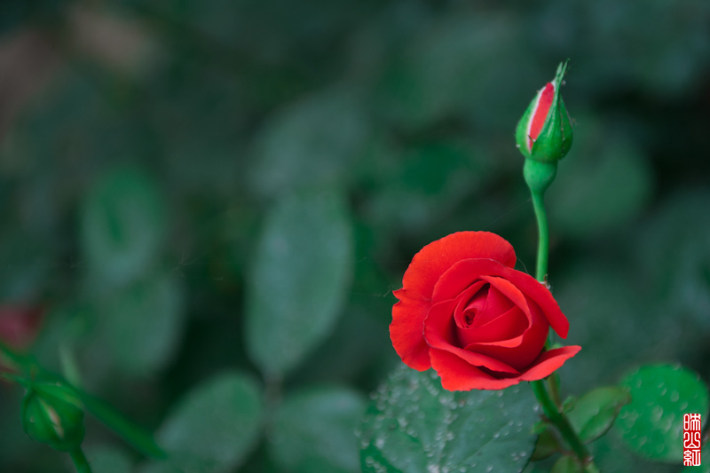 DSC_1853.jpg