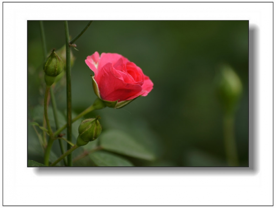 _DSC6662_副本.JPG