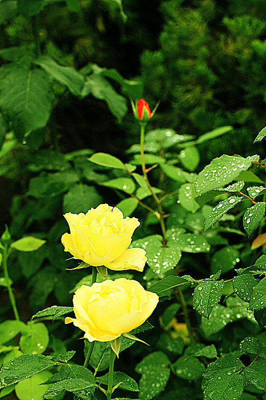 IMG_6737_副本.jpg