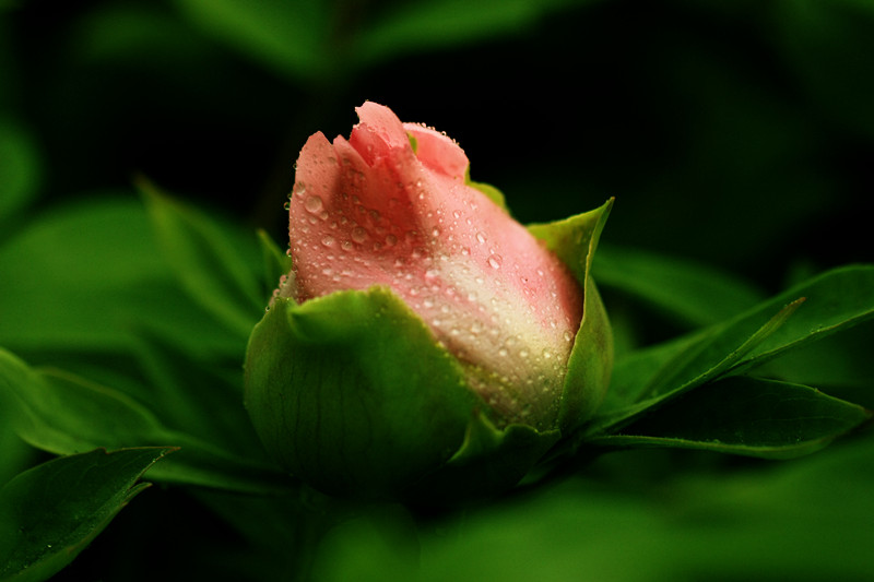 IMG_5956_副本.jpg