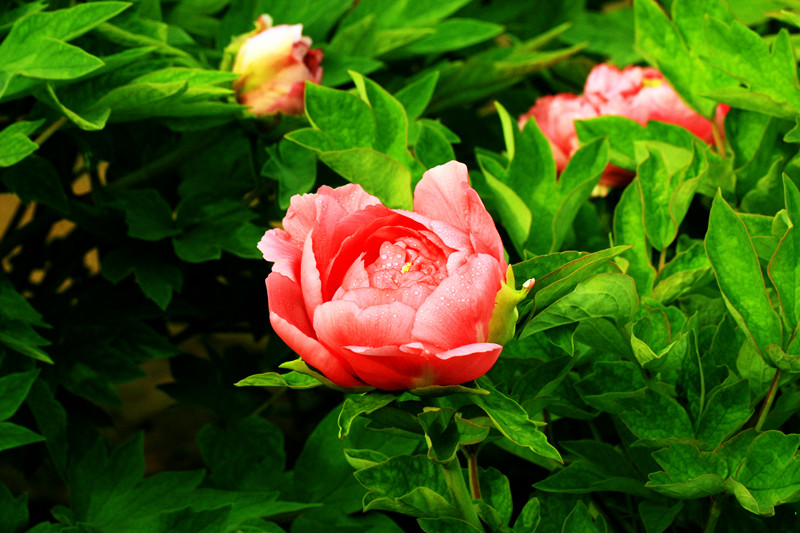 IMG_5991_副本.jpg