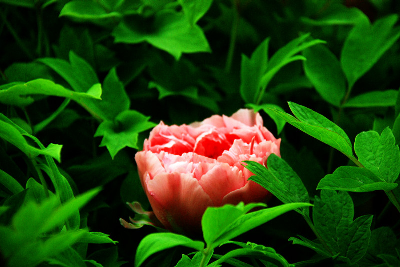 IMG_6123_副本.jpg