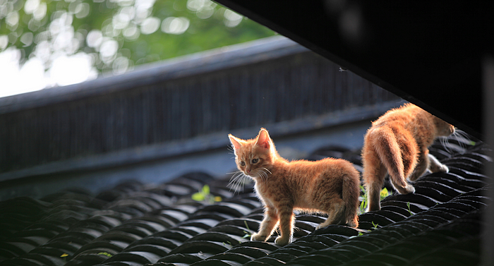 小猫一组07.jpg