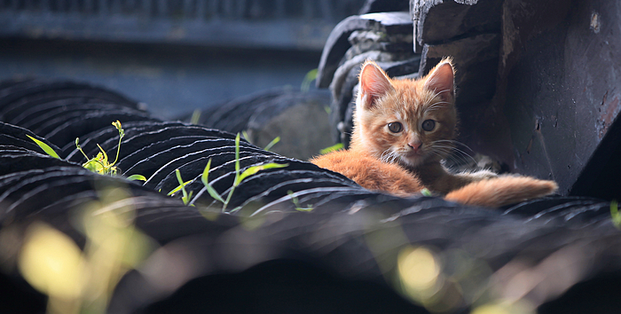 小猫一组15.jpg