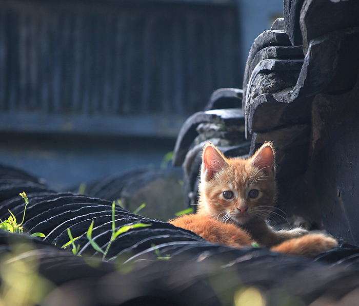 小猫一组16.jpg
