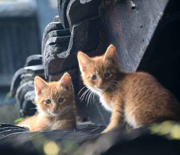 小猫一组23.jpg